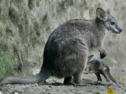 Según el análisis forense realizado el deceso del animal fue producto de estrés. EFE / ARCHIVO