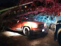 El árbol cayó sobre vehículos que circulaban en avenida Colón a la altura de Reyes Católicos. ESPECIAL /