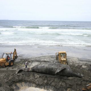 Especie marina aparece muerta en playa de Acapulco