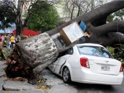 En el norte, un tronco cayó en la calzada Camarones, esquina con la avenida Cuitláhuac. SUN / F. Ramírez