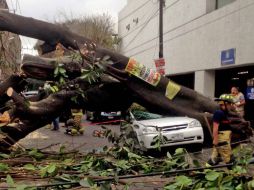En la recolección de árboles caídos han trabajado 700 bomberos con 200 vehículos y 110 motosierras. SUN / F. Ramírez