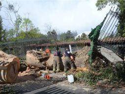 Contabilizan la caída de mil 861 árboles y 266 espectaculares en el país por los fuertes vientos, lluvia y nevadas. EFE / M. Guzmán