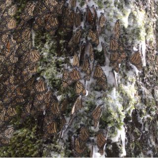 Nevada sepulta santuario de la mariposa monarca