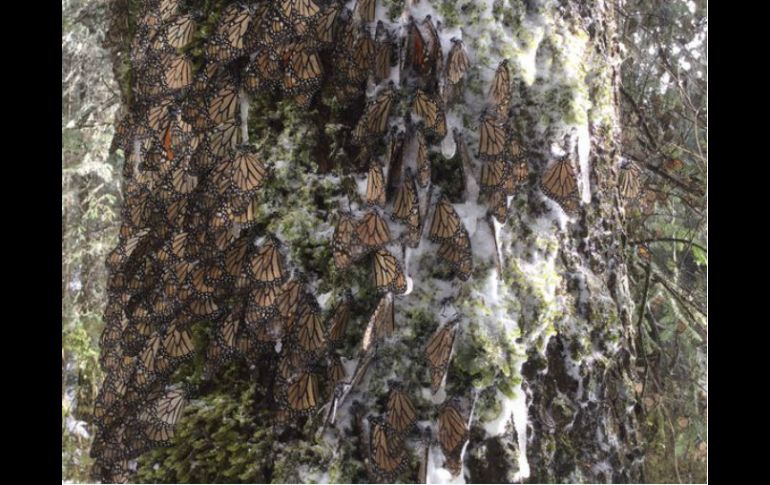 Desde hace 40 años no se presentaba una nevada así, 'El Rosario' espera recibir turistas un par de fines de semana más. TWITTER / @webcamsdemexico