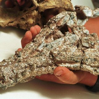 Descubren un fósil de una nueva especie de reptil en Brasil