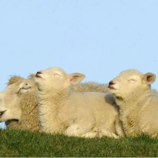 Primer trasplante de útero en oveja, exitoso