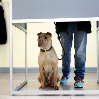 Coalición de Merkel pierde votos, de acuerdo a sondeo