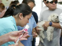 Este año se prevé superar los 100 mil gatos y perros vacunados sólo en el municipio de Guadalajara. EL INFORMADOR / ARCHIVO