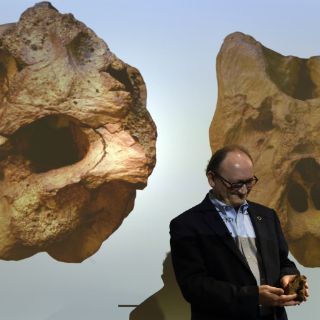 Los tiranosaurios fueron gigantes sólo al final de su existencia