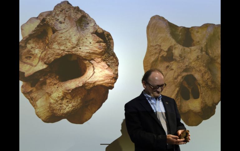 Los tiranosautios, entre ellos el rex se convirtieron en depredadores gigantes e inteligentes que dominaron la Tierra. AP / S. Walsh