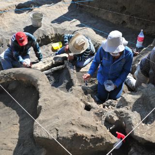Hallan en Chihuahua restos de dinosaurio y mamut en una construcción