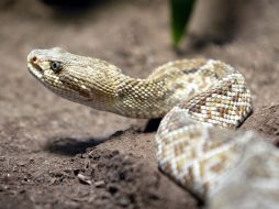 Especialistas estudian el riesgo de invasión de geckos, varanos, tortugas y serpientes. EL INFORMADOR / ARCHIVO