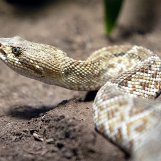 Invasión de especies exóticas amenazan biodiversidad en México