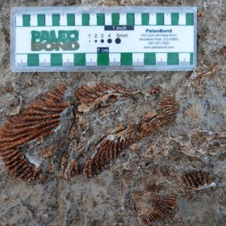 El INAH revela descubrimiento de vestigios fósiles en Chihuahua