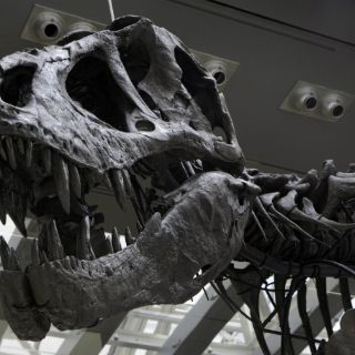 Revelan que periodo jurásico duró cinco millones de años más