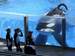 Las orcas permanecerán en las instalaciones de diferentes parques de EU. AP / ARCHIVO