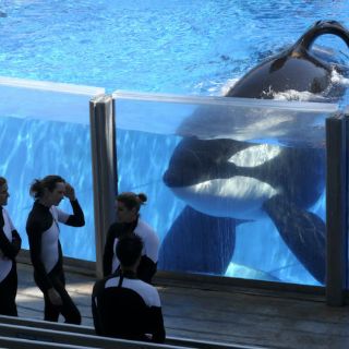 SeaWorld anuncia el fin de espectáculos con orcas