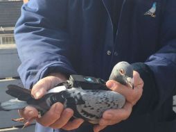 Los captores que llevan los pájaros permiten seguir en tiempo real la calidad del aire del lugar a través de un smartphone. TWITTER / @PigeonAir