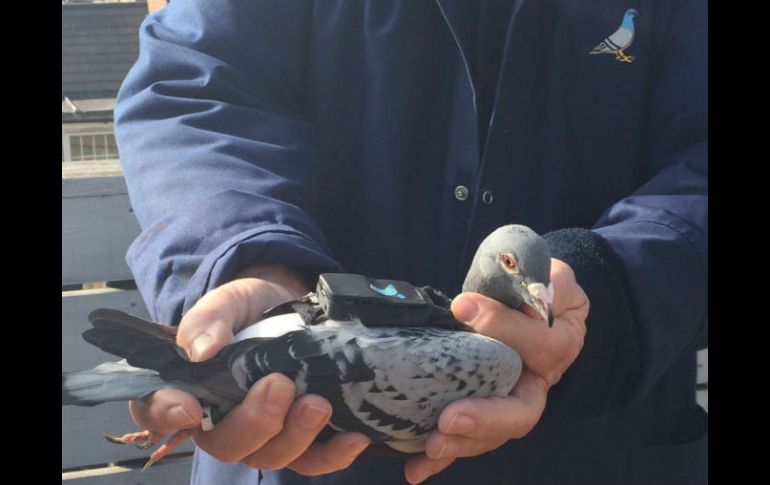 Los captores que llevan los pájaros permiten seguir en tiempo real la calidad del aire del lugar a través de un smartphone. TWITTER / @PigeonAir