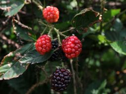 Los frutos rojos son una buen alternativa por sus propiedades. NTX / ARCHIVO