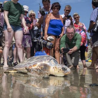 Vuelve al mar Terri, la tortuga que conmovió corazones