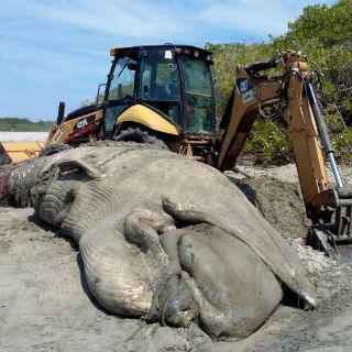 Ballena de 11 metros aparece muerta en playa de Oaxaca