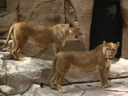 La especie se encuentra en riesgo de extinción, por eso la importancia del programa de conservación. NTX / ESPECIAL