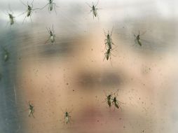 Se exhortó a la población a que elimine en sus comunidades los lugares donde se crían los mosquitos. AP / ARCHIVO