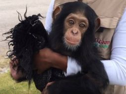 Se le da un biberón con leche de fórmula y su dieta se complementa con frutas. YOUTUBE / NotimexTV