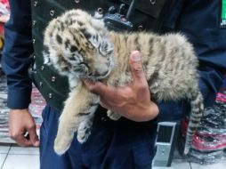 El detenido indicó que compró al felino en el estado de Colima y pretendía venderlo en Guadalajara. ESPECIAL /