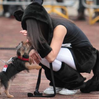 Piden incluir a animales en la Constitución de la CDMX