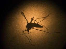 El lunes de la semana pasada, la Secretaría de Salud reportó 151 casos. AP / ARCHIVO