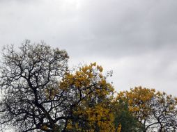 En Jalisco se presentarán temperaturas cálidas y cielo medio nublado. EL INFORMADOR / ARCHIVO