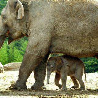 Zoológico de Praga fabricará papel de estiércol de elefante