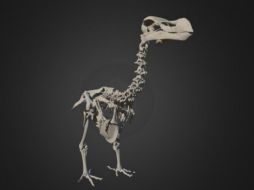 El atlas es el primero que muestra las proporciones relativas exactas del animal con algunos huesos previamente desconocidos. ESPECIAL / vertpaleo.org/