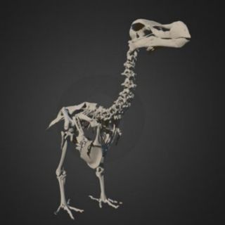 Paleontólogos elaboran el primer atlas tridimensional del dodo