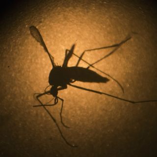 Reportan cinco casos de zika en mujeres embarazas de Oaxaca