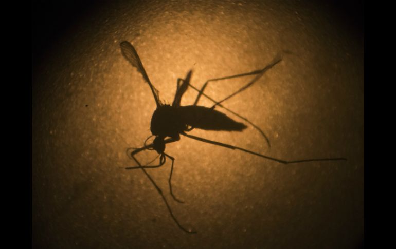 Son 13 los municipios afectados en donde se han registrado los casos. AFP / ARCHIVO