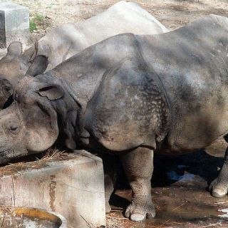Cazadores furtivos matan a dos rinocerontes blancos en Sudáfrica