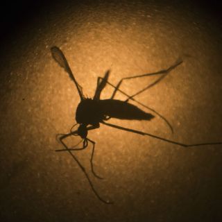 Confirman primer caso de zika autóctono en Chile