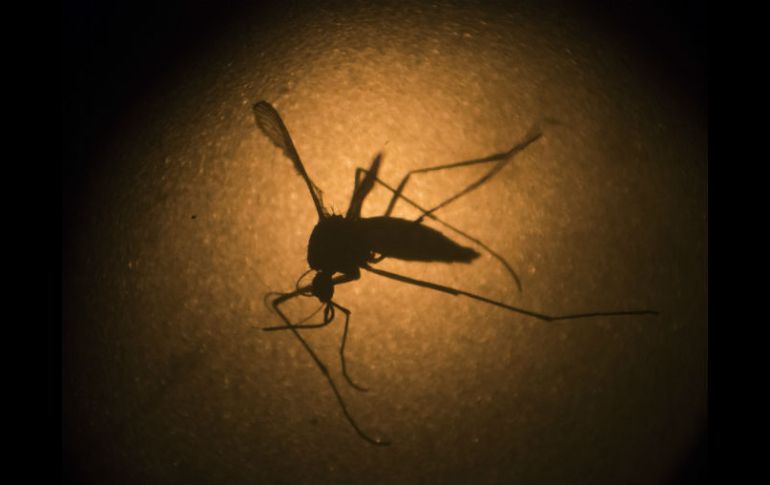 Piden mantener relaciones sexuales protegidas con personas que hayan viajado a zonas afectadas. AP / ARCHIVO