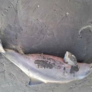 Hallan un veintena de delfines muertos en el litoral de Georgia