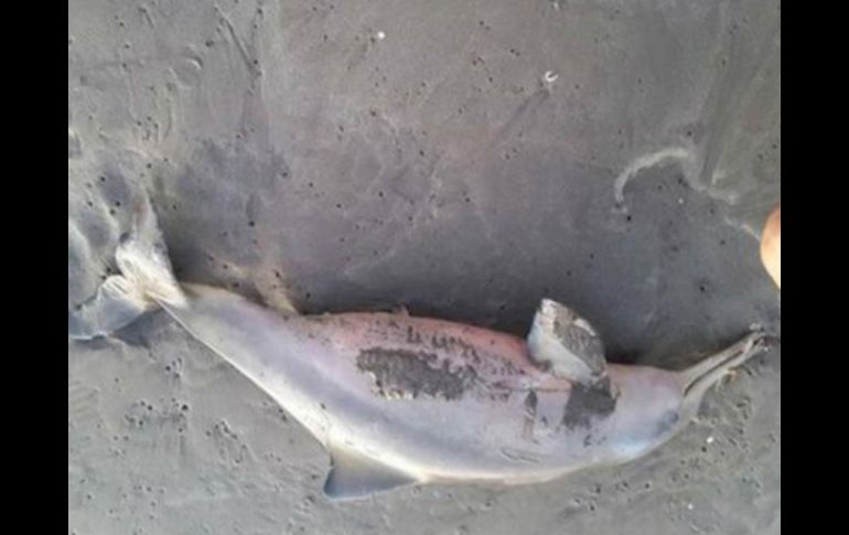 El virus que afectó a los delfines ataca al sistema inmunitario, provocándoles enfermedades que merman sus capacidades para nadar. TWITTER / @mundomarino_ar