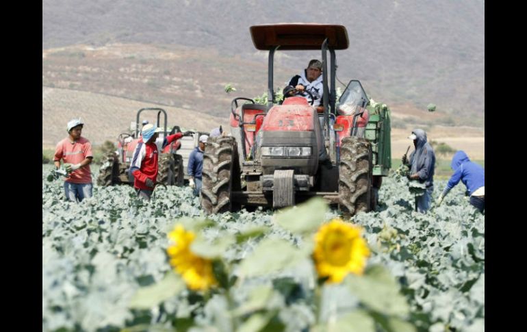 Se pedirá eliminar las cuotas que limitan la entrada de alimentos frescos mexicanos a Europa. EL INFORMADOR / ARCHIVO
