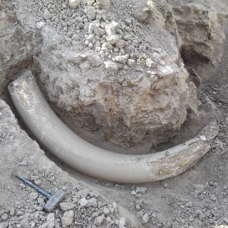 Hallan fragmentos de mamut en Oklahoma