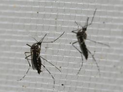 Chiapas, Jalisco, Guerrero, Michoacán, son algunos de los estados que han registrado casos de zika. AP / ARCHIVO