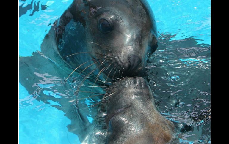Se recomienda que tanto el macho como la hembra pasen el mayor tiempo en las piscinas. EFE / ARCHIVO