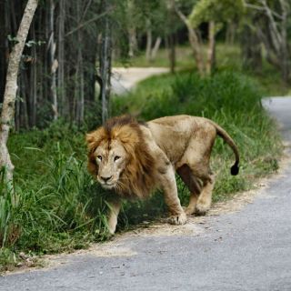 Escapan dos leones de parques en Kenia y Sudáfrica