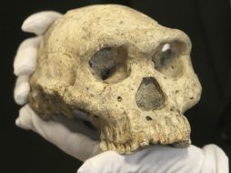 Tras el hallazgo del homínido las investigaciones se han concentrado en saber si coincidió con el Homo sapiens. EFE / ARCHIVO