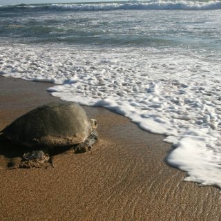 Las tortugas pueden nadar más de cien kilómetros para regresar a casa